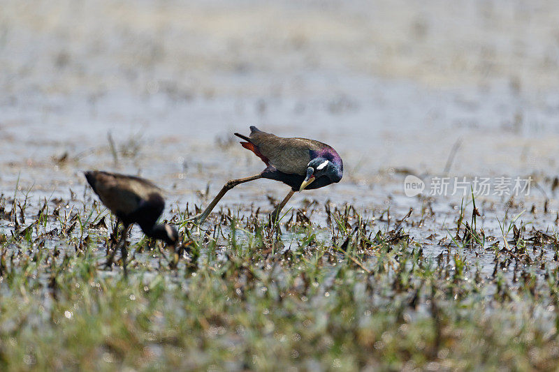 水鸟:两种成年铜翅蓝鸟(Metopidius indicus)